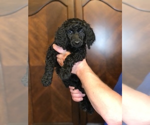 Poodle (Standard) Puppy for sale in IRONTON, OH, USA