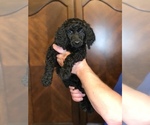 Small Poodle (Standard)