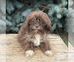 Small #1 Shih Tzu