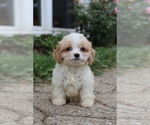 Small Cavapoo