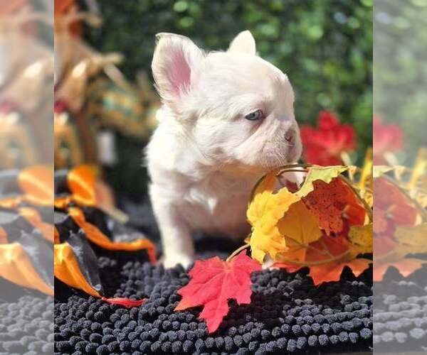Medium Photo #4 French Bulldog Puppy For Sale in BOSTON, KY, USA
