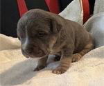 Small #1 American Bully