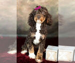 Small #3 Poodle (Toy)