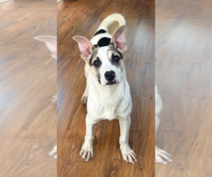 Labrador Retriever-Unknown Mix Dogs for adoption in Phoenix, AZ, USA