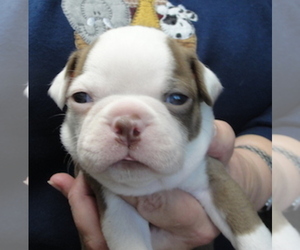 Boston Terrier Puppy for sale in CRKD RVR RNCH, OR, USA