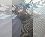 Small Photo #9 French Bulldog Puppy For Sale in WEST PALM BEACH, FL, USA
