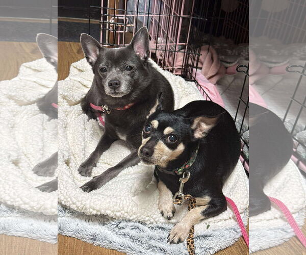 Medium Photo #1 Chihuahua-Unknown Mix Puppy For Sale in Middlesex, NC, USA