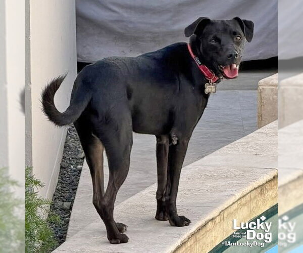 Medium Photo #4 Labrador Retriever-Unknown Mix Puppy For Sale in Washington, DC, USA