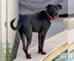 Small #3 Labrador Retriever Mix