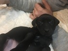 Small Photo #1 Vizsla-Weimaraner Mix Puppy For Sale in STANFORD, IL, USA