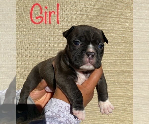 Medium Photo #7 American Bully Puppy For Sale in VACAVILLE, CA, USA