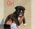 Small Photo #7 American Bully Puppy For Sale in VACAVILLE, CA, USA