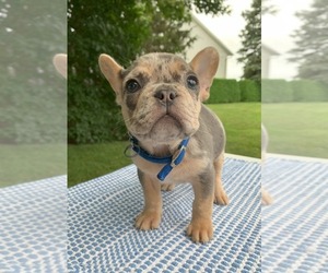 Medium French Bulldog