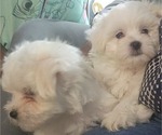 Small #4 Bichon Frise