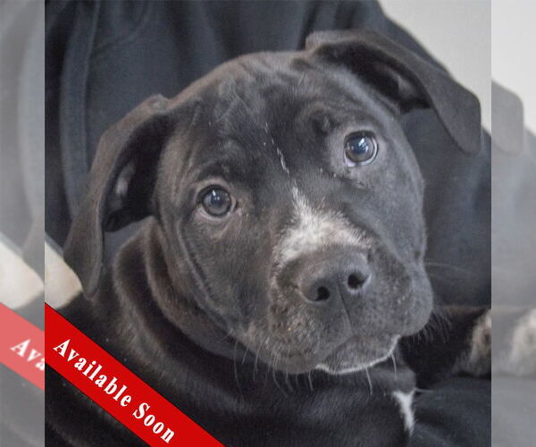 Medium Photo #1 American Staffordshire Terrier-Boxer Mix Puppy For Sale in Huntley, IL, USA
