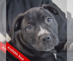 American Staffordshire Terrier-Boxer Mix Dogs for adoption in Huntley, IL, USA