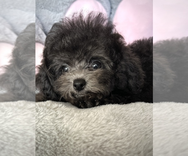 Medium Photo #3 Bichpoo-Poodle (Toy) Mix Puppy For Sale in HILO, HI, USA