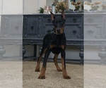 Small Photo #61 Doberman Pinscher Puppy For Sale in WARSAW, IN, USA
