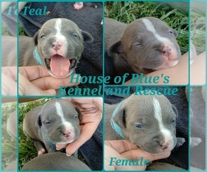 American Pit Bull Terrier Puppy for sale in DELAWARE, OH, USA