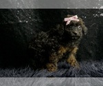 Small #4 Poodle (Toy)