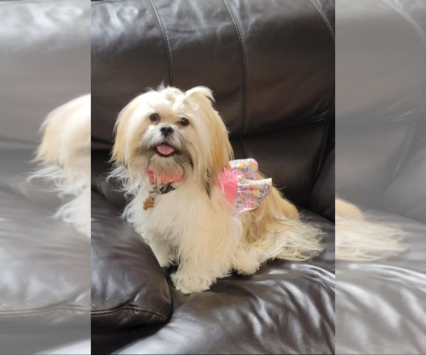 Medium Photo #1 Lhasa Apso Puppy For Sale in PHOENIX, AZ, USA