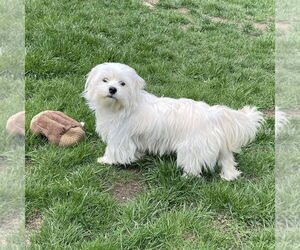 Maltese-Unknown Mix Dogs for adoption in Rochester, NY, USA