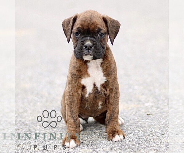 Medium Photo #1 Boxer Puppy For Sale in GORDONVILLE, PA, USA