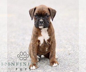 Boxer Puppy for sale in GORDONVILLE, PA, USA