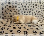 Small #10 Golden Retriever