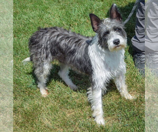 Medium Photo #2 Mutt Puppy For Sale in Huntley, IL, USA