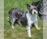 Small #1 Mutt