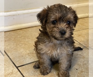 Poodle (Toy)-Yorkshire Terrier Mix Puppy for sale in SYRACUSE, NY, USA