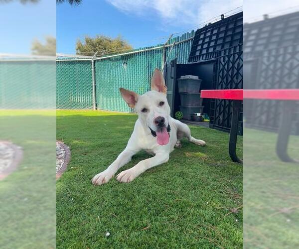 Medium Photo #2 Mutt Puppy For Sale in San Bernardino, CA, USA