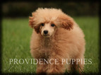 Small Photo #55 Poodle (Miniature) Puppy For Sale in COPPOCK, IA, USA