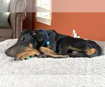 Small #18 Doberman Pinscher