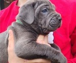 Small Photo #2 Cane Corso Puppy For Sale in WEST MONROE, LA, USA