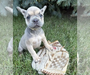 French Bulldog Puppy for sale in MIDDLEBURY, IN, USA