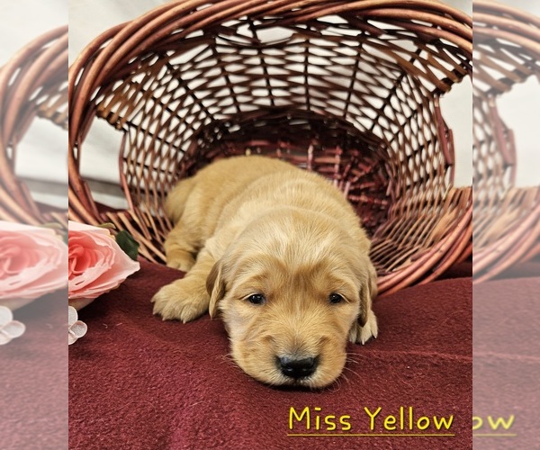 Medium Photo #7 Golden Retriever Puppy For Sale in MORRILL, KS, USA