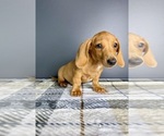 Small #4 Dachshund