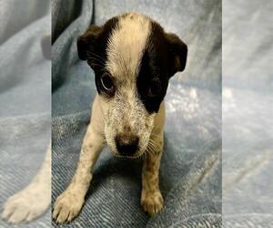 Chihuahua Dogs for adoption in Rancho Cucamonga, CA, USA