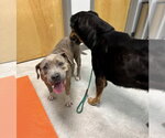 Small #1 Mutt