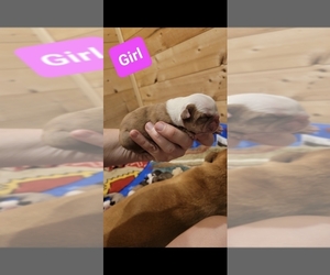 English Bulldogge-Victorian Bulldog Mix Puppy for sale in HECTOR, AR, USA