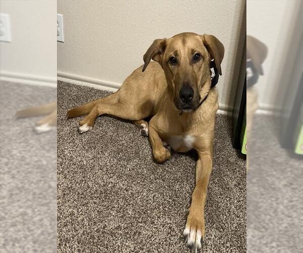 Medium Photo #1 Labrador Retriever-Unknown Mix Puppy For Sale in San Antonio, TX, USA