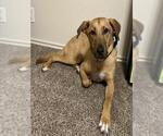 Small Labrador Retriever Mix