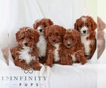 Small #1 Cavapoo (Miniature)