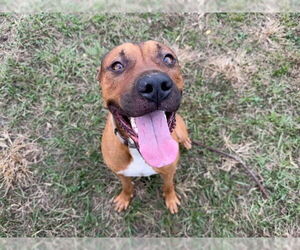 American Pit Bull Terrier-Unknown Mix Dogs for adoption in Ocala, FL, USA