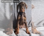 Small Photo #1 Doberman Pinscher Puppy For Sale in POMEROY, OH, USA