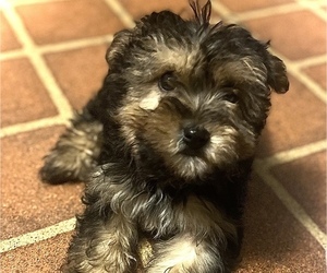 Yorkshire Terrier Puppy for sale in SANTA ROSA, CA, USA