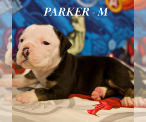Olde English Bulldogge Puppy for sale in DAVENPORT, IA, USA