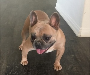Father of the French Bulldog puppies born on 05/13/2025